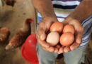 Associativismo potencializa produção de galinha caipira em Tremedal