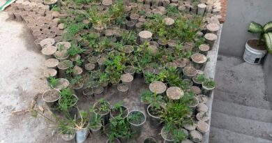 Operação Integrada desarticula plantação com cerca de 3 mil pés de maconha e prende suspeito em Caetité