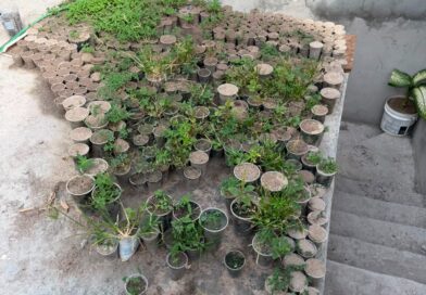 Operação Integrada desarticula plantação com cerca de 3 mil pés de maconha e prende suspeito em Caetité