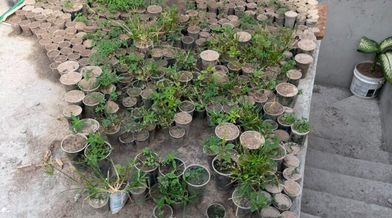 Operação Integrada desarticula plantação com cerca de 3 mil pés de maconha e prende suspeito em Caetité