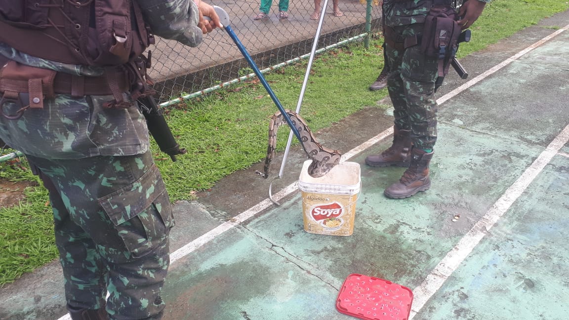 PM e Guarda Municipal retiram jiboia em condomínio de SSA