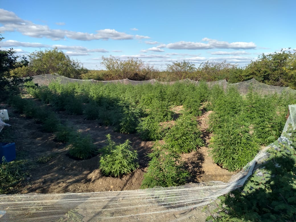 Plantação da maconha é erradicada no interior da Bahia