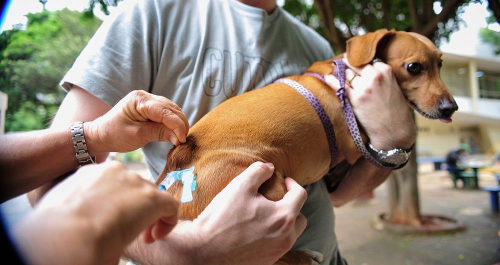 Vacinação animal em sistema drive-thru começa nesta sexta-feira (28)