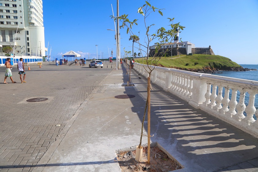 Plantio de mudas de árvores leva ar de Primavera para a Barra