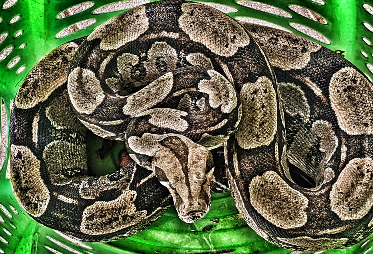 Chuvas favorecem aparecimento de animais silvestres em áreas urbanas
