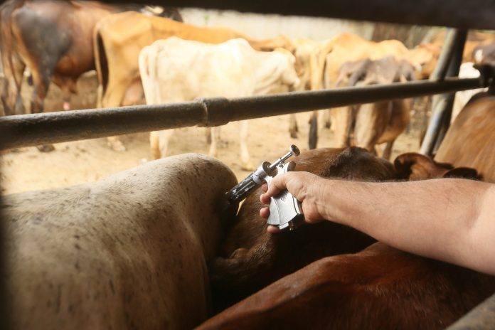 Bahia deve vacinar 3,5 milhões de animais contra a febre aftosa até o fim de novembro