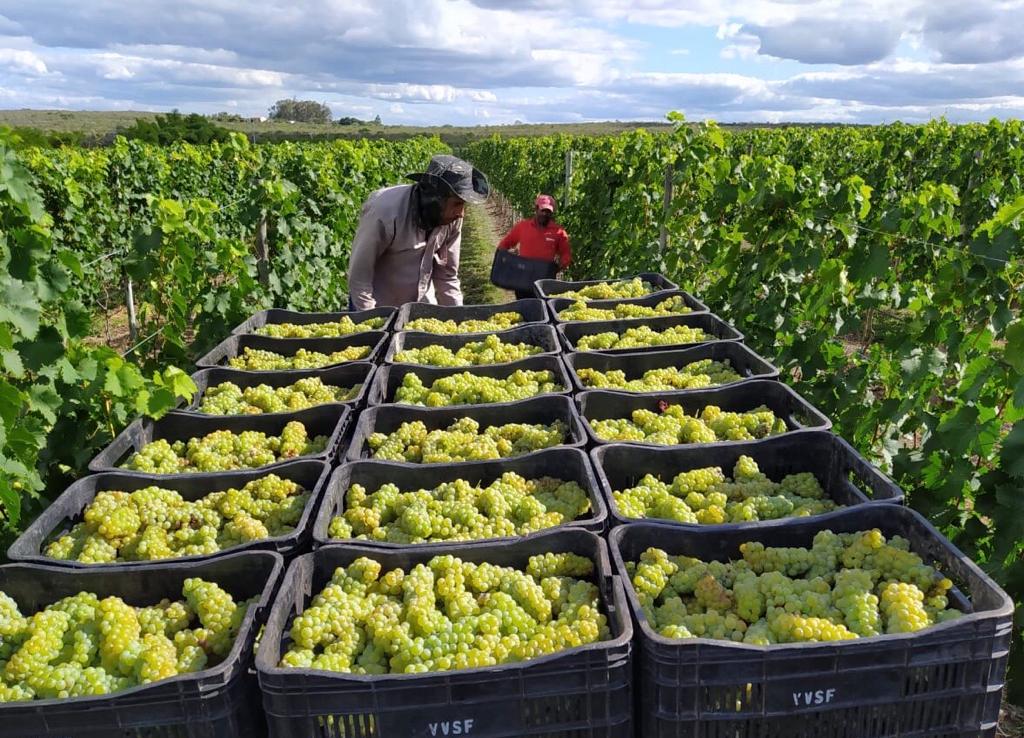 Vinho Malbec baiano produzido na Chapada ganha prêmio nacional