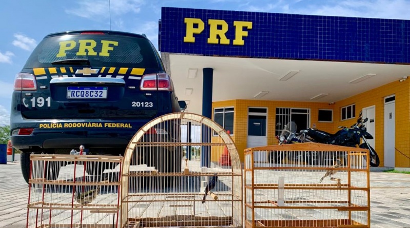 PRF flagra crime ambiental e resgata animais silvestres em Paulo Afonso