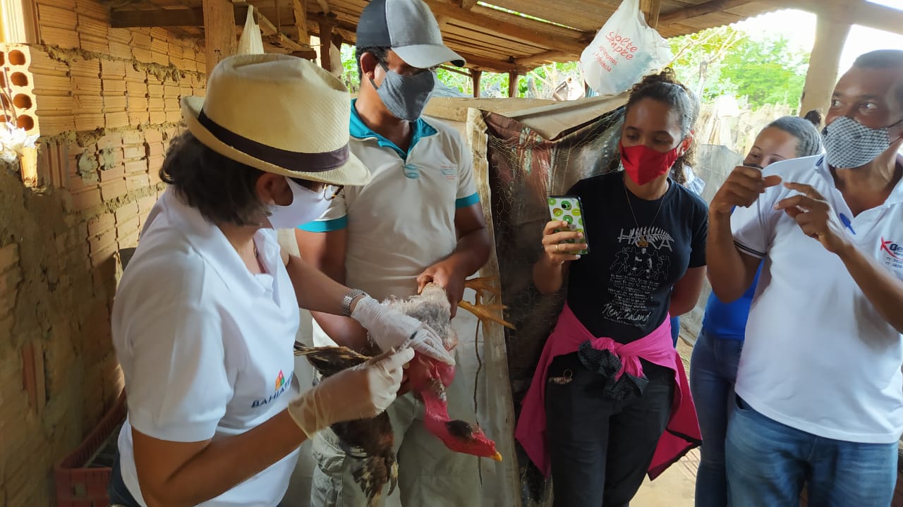 Famílias agricultoras de Serra do Ramalho participam de curso sobre criação de galinhas caipiras