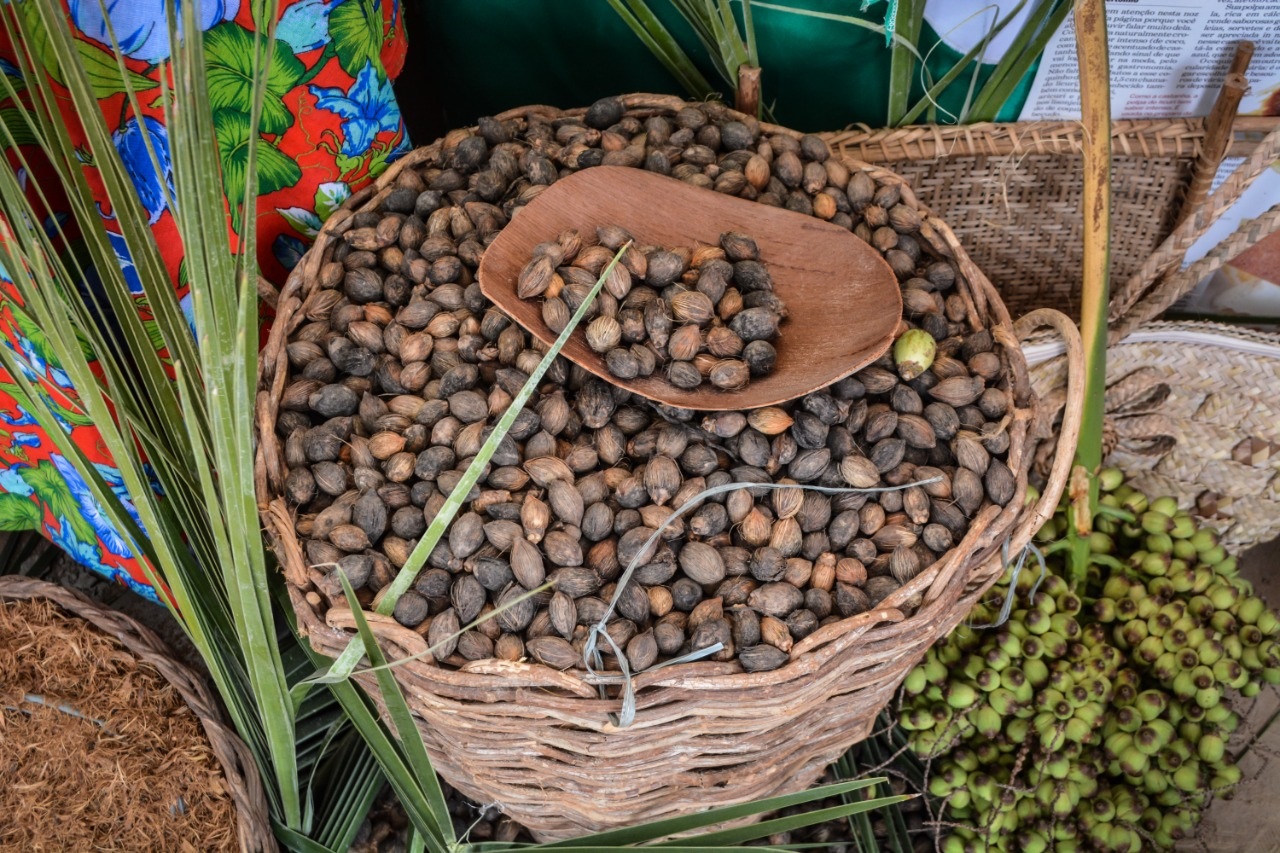 Parceria entre empreendimentos da agricultura familiar incrementa renda e valoriza a produção do licuri