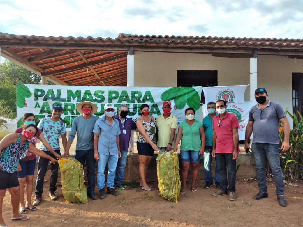 Mudas de palma garantem segurança alimentar do rebanho em comunidades rurais da Bahia
