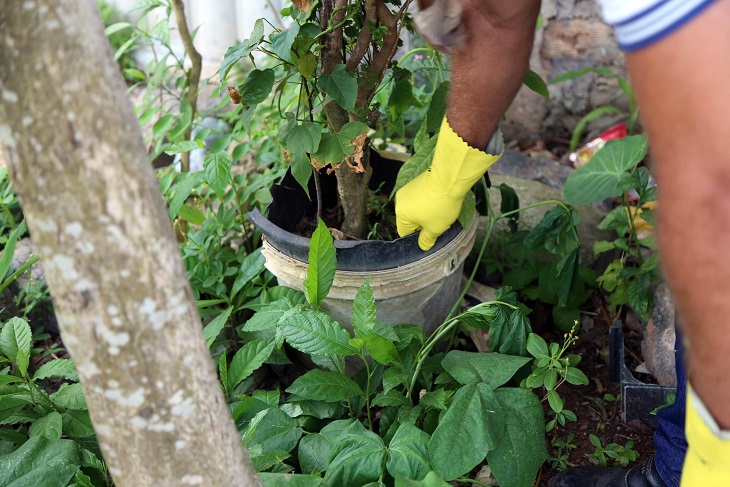 Salvador inicia campanha de mobilização contra o Aedes nesta quinta (18)