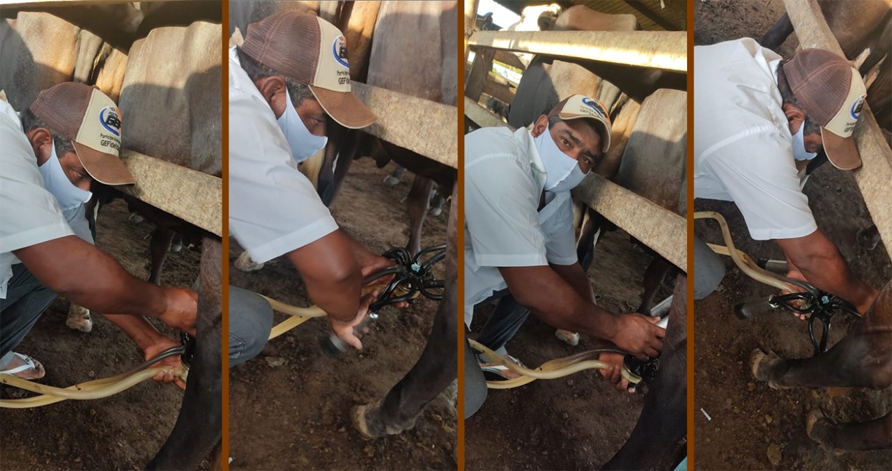 Agricultores familiares de Alcobaça aumentam a produção e melhoram qualidade do leite