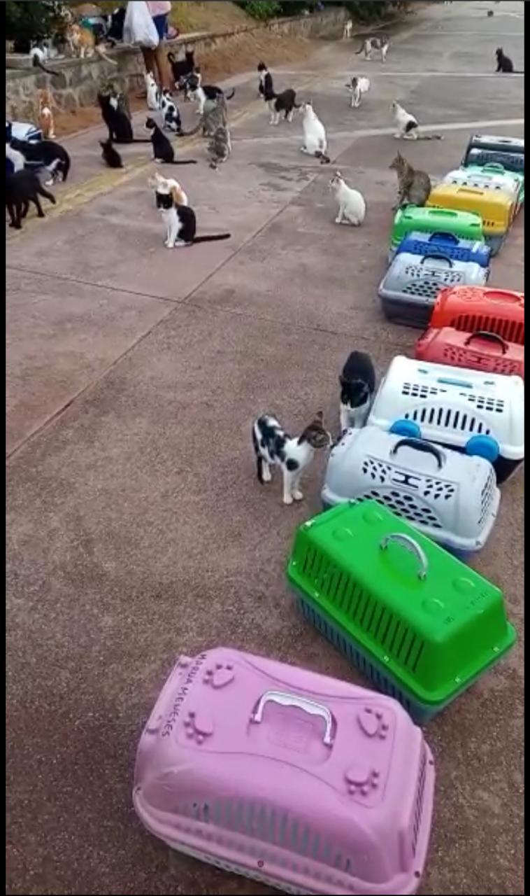 Protetores de animais iniciam resgate de gatos abandonados na Colônia de Piatã