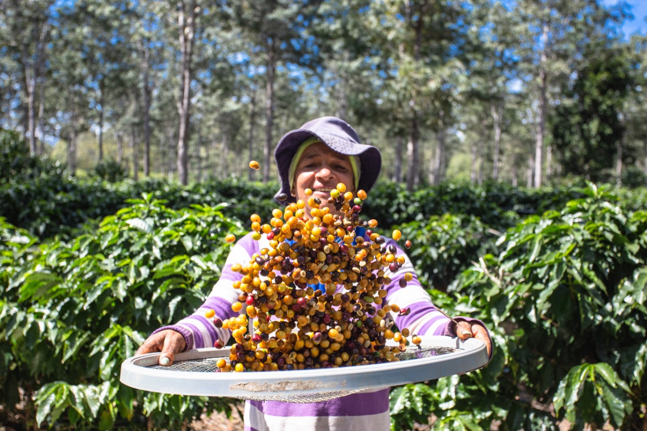 Agricultura familiar baiana comemora Dia Mundial do Café com inovações, qualidade do produto e renda para o agricultor