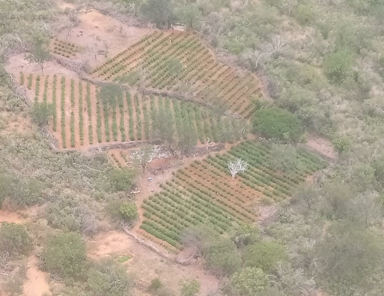 Polícia incinera 78 mil pés de maconha no  Norte da Bahia