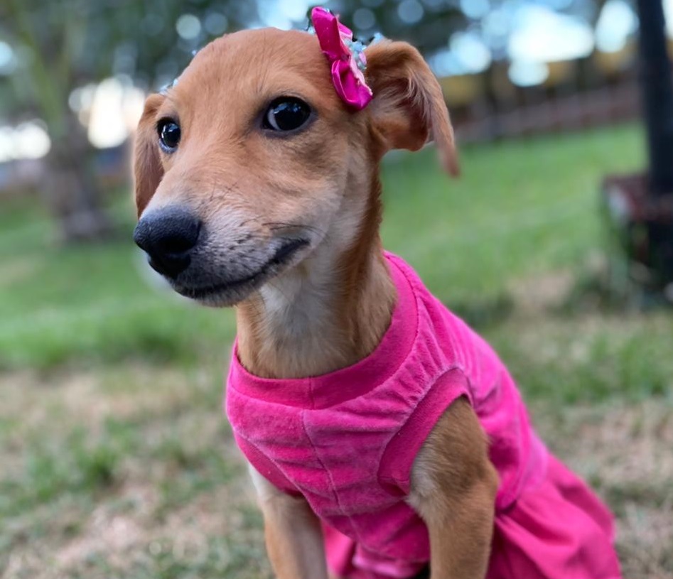 Campanha de adoção de pets acontece neste sábado