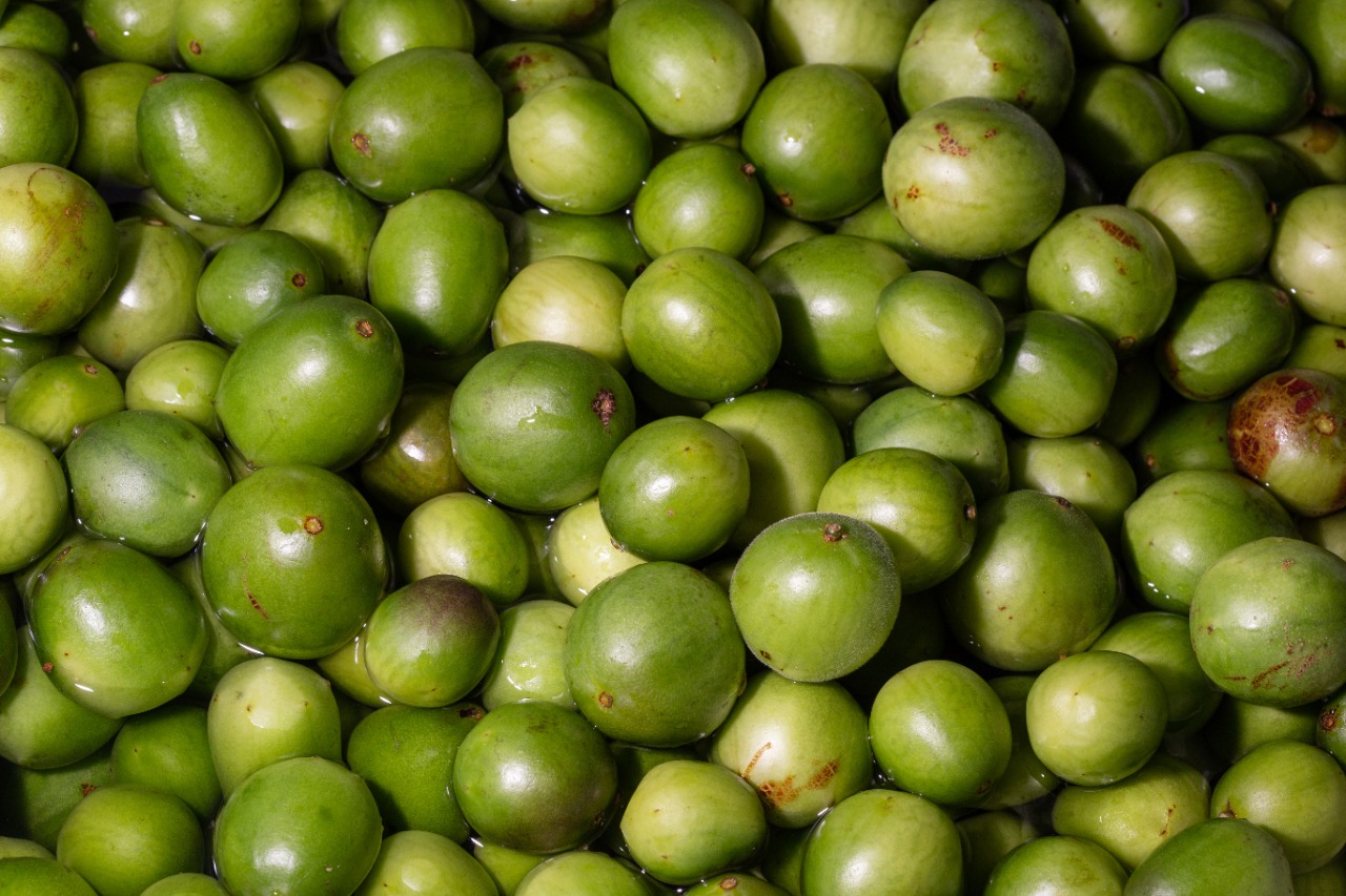 Produtos feitos com frutos da Caatinga geram renda para agricultores familiares