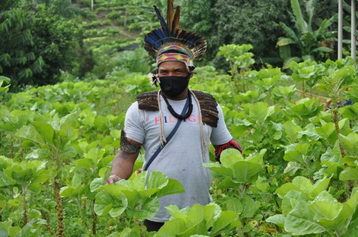 Assistência técnica transforma vida de agricultores familiares do sul da Bahia com produção de base agroecológica