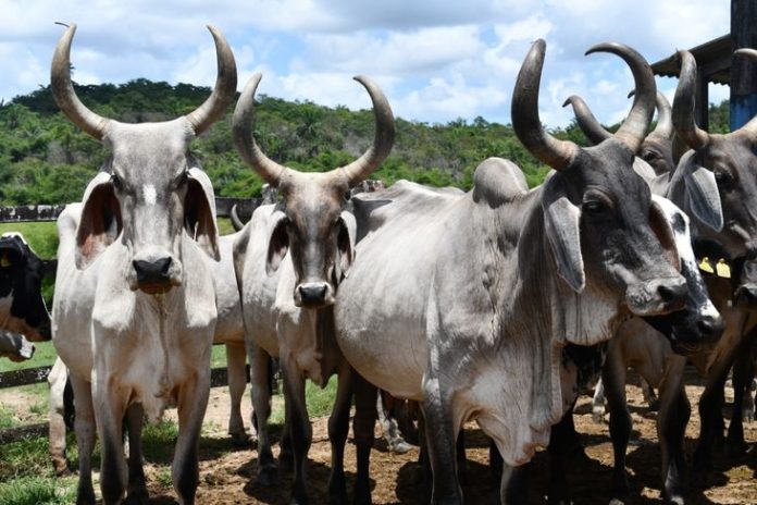 Agência Estadual de Defesa Agropecuária descarta ocorrência do mal da “vaca louca” na Bahia