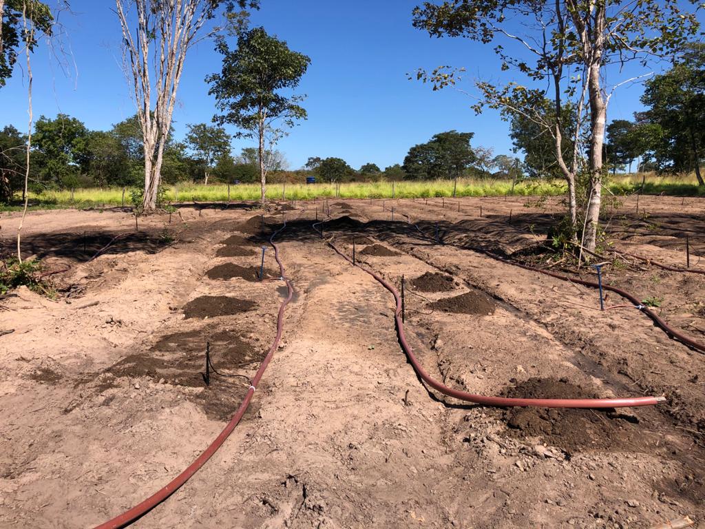 Com assistência técnica permanente, pequenos agricultores de Formosa do Rio Preto apostam na cultura do alho