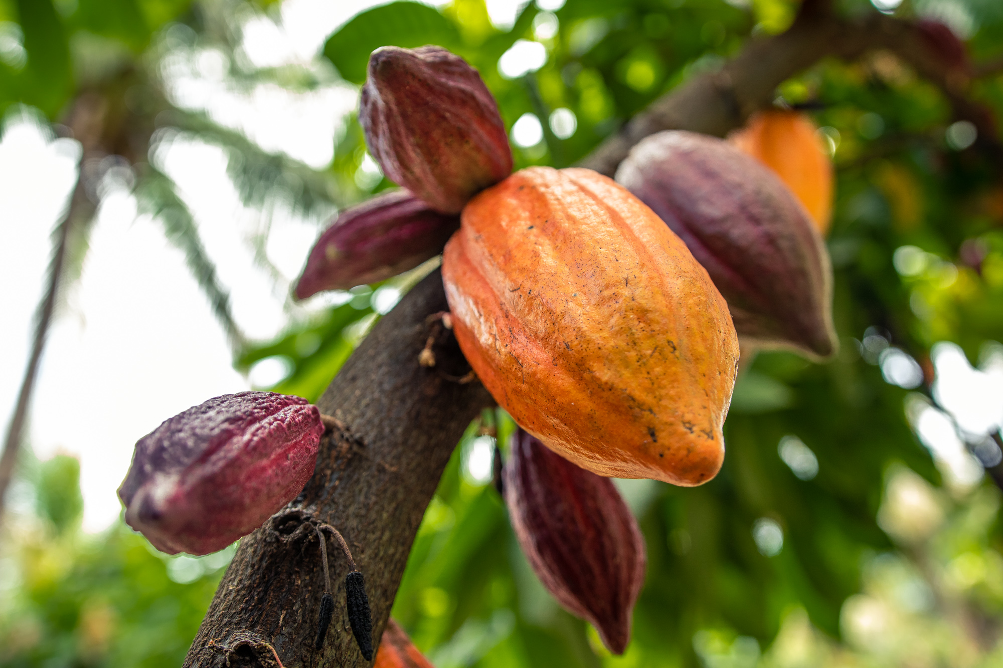 Bahia reúne estados produtores de cacau para discutir a situação da monilíase do cacaueiro