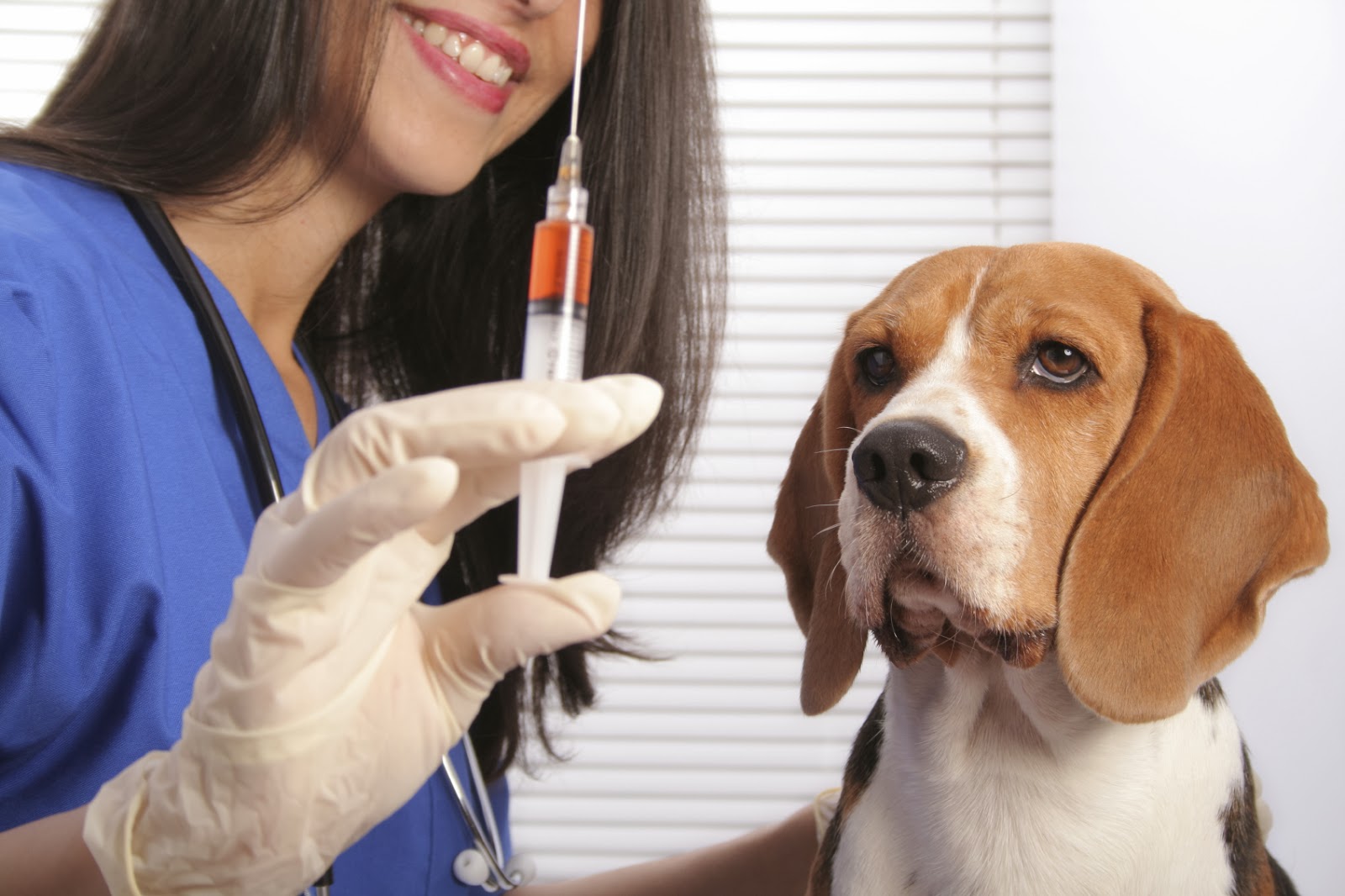 Vacinação garante saúde e longevidade ao pet