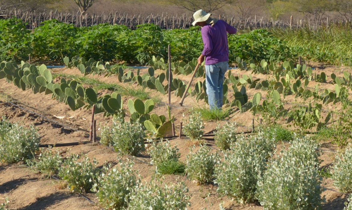 Projeto permite que contrato de arrendamento rural seja pago em produtos