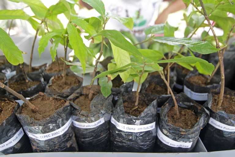 Agricultores e agricultoras do município de Itaju do Colônia ganham reforço na produção com entrega de mudas