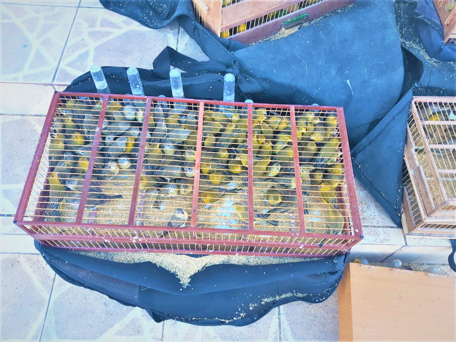 Federal resgata 800 pássaros encontrados dentro de porta-malas de carro em Seabra