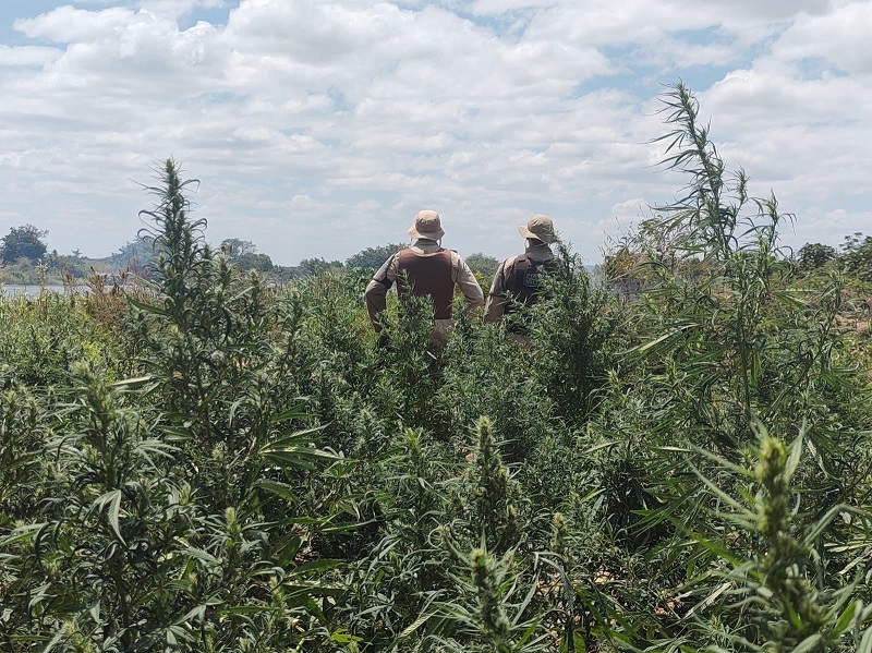 45ªCIPM: Treze mil pés de maconha são descobertos e incinerados na zona rural