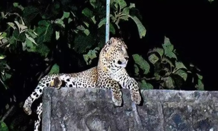 Onça ataca idosa que se salva batendo com sua bengala no felino; assista o vídeo do ataque