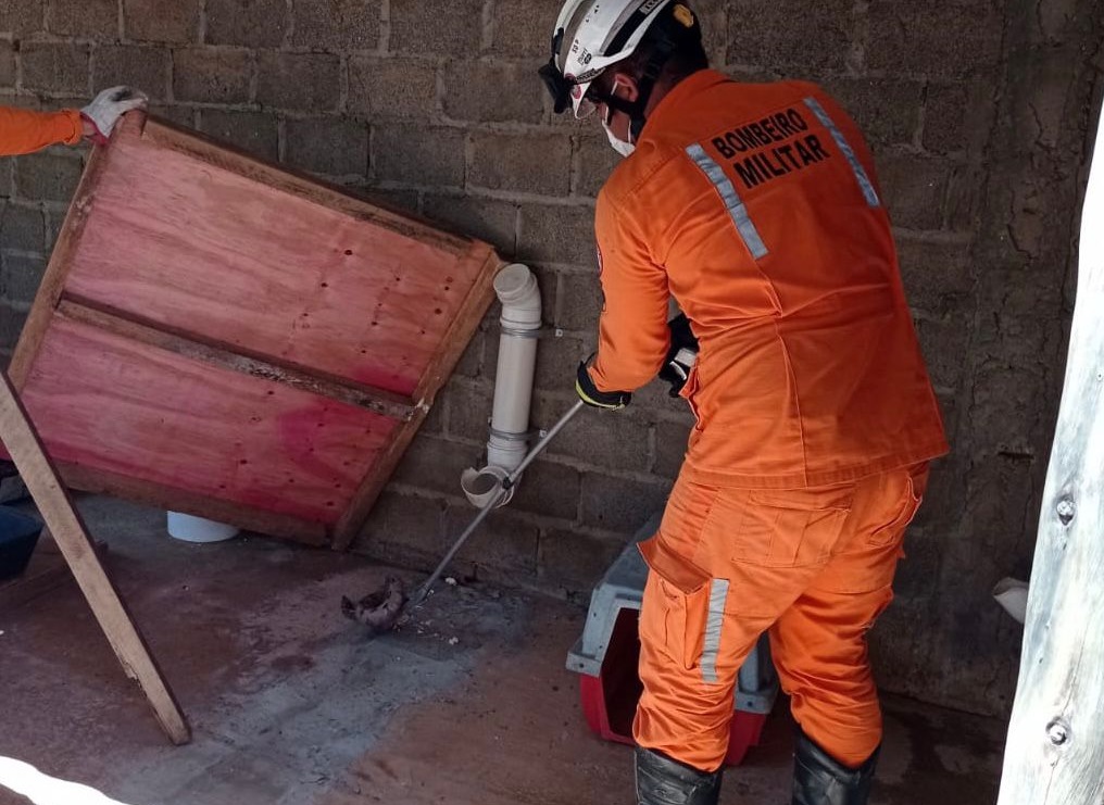 Barreiras: Jiboia aparece dentro de canil e é resgatada por bombeiros