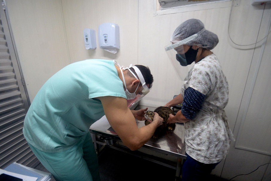 Prefeitura recebe propostas para construção do Hospital Veterinário de Salvador