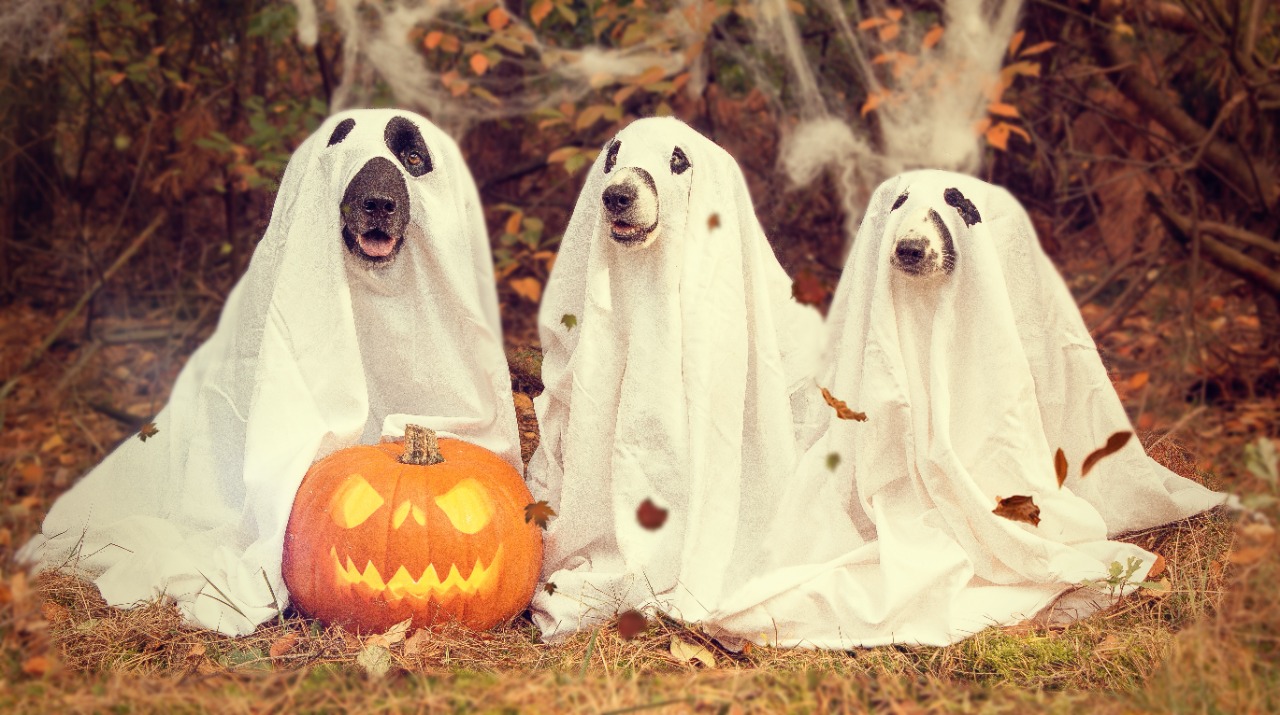Pets têm festa de Halloween no Rio Vermelho