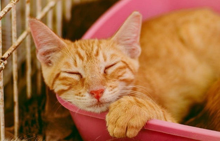 Salvador terá evento para adoção de gatos, neste sábado, na Mouraria