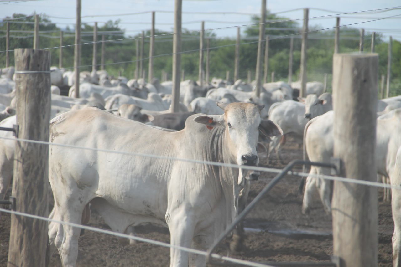 Empresa portuguesa investe em agropecuária no Polo Agroindustrial