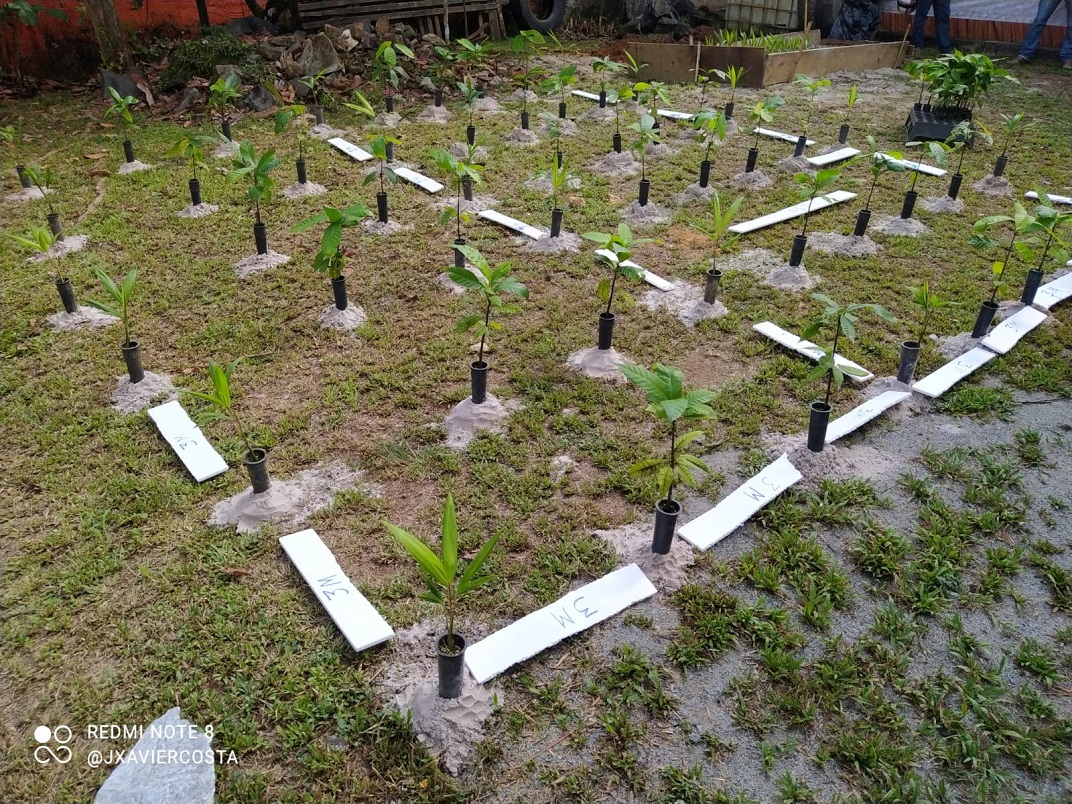Agricultura familiar baiana coloca no mercado bebida energética de Guaraná e Açaí