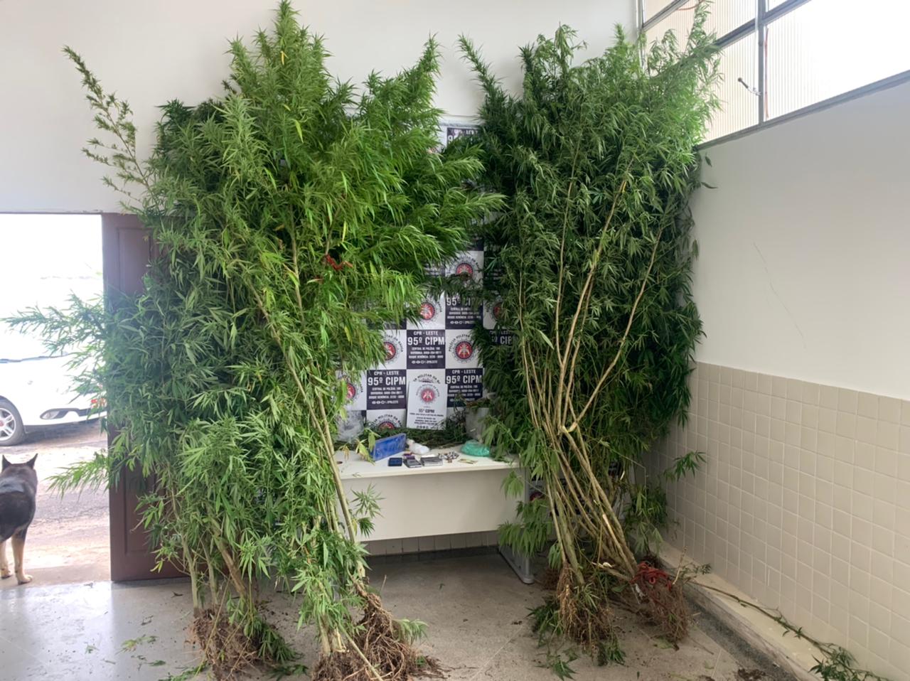Polícia Militar erradica plantação de maconha na cidade de Catu