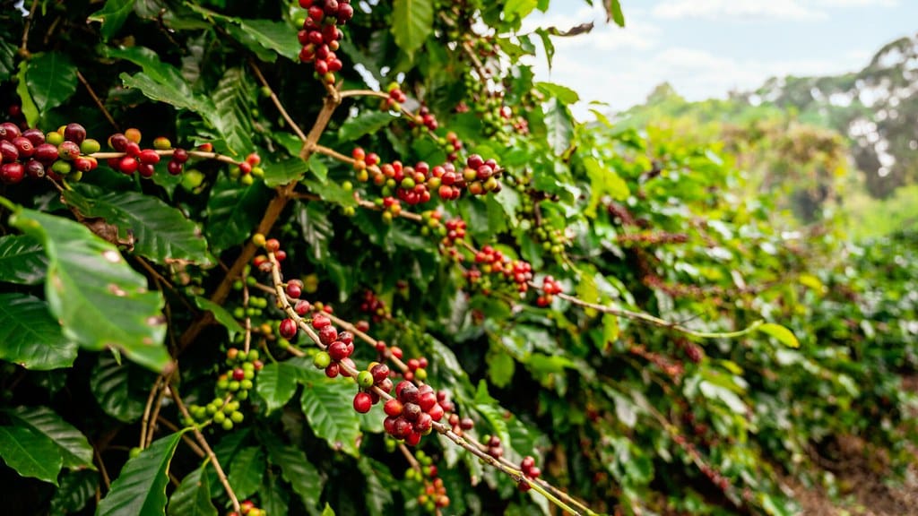 Seagri promove seminário para cadeia produtiva do café no Extremo Sul da Bahia