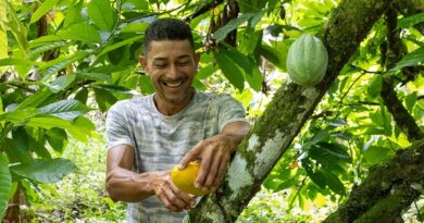 Bahia amplia ações e avança na proteção da cacauicultura