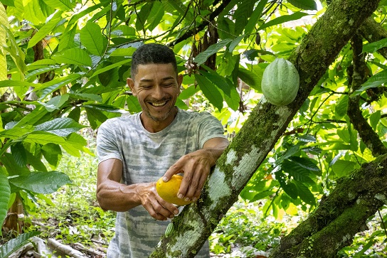 Bahia amplia ações e avança na proteção da cacauicultura