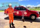Tamanduá-mirim é resgatado por bombeiros em povoado de Barreiras