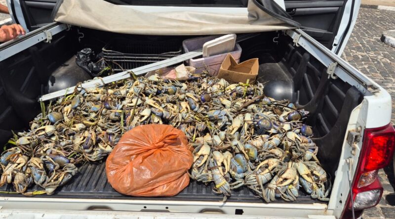 PM realiza apreensão de animais silvestres durante operação de defeso em Valença