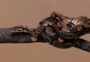 Período chuvoso alerta para cuidados redobrados no contato com animais silvestres e peçonhentos