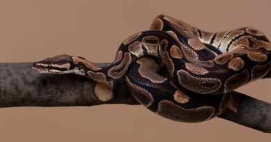 Período chuvoso alerta para cuidados redobrados no contato com animais silvestres e peçonhentos