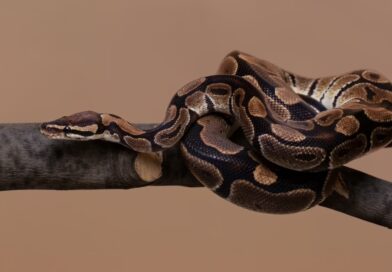 Período chuvoso alerta para cuidados redobrados no contato com animais silvestres e peçonhentos