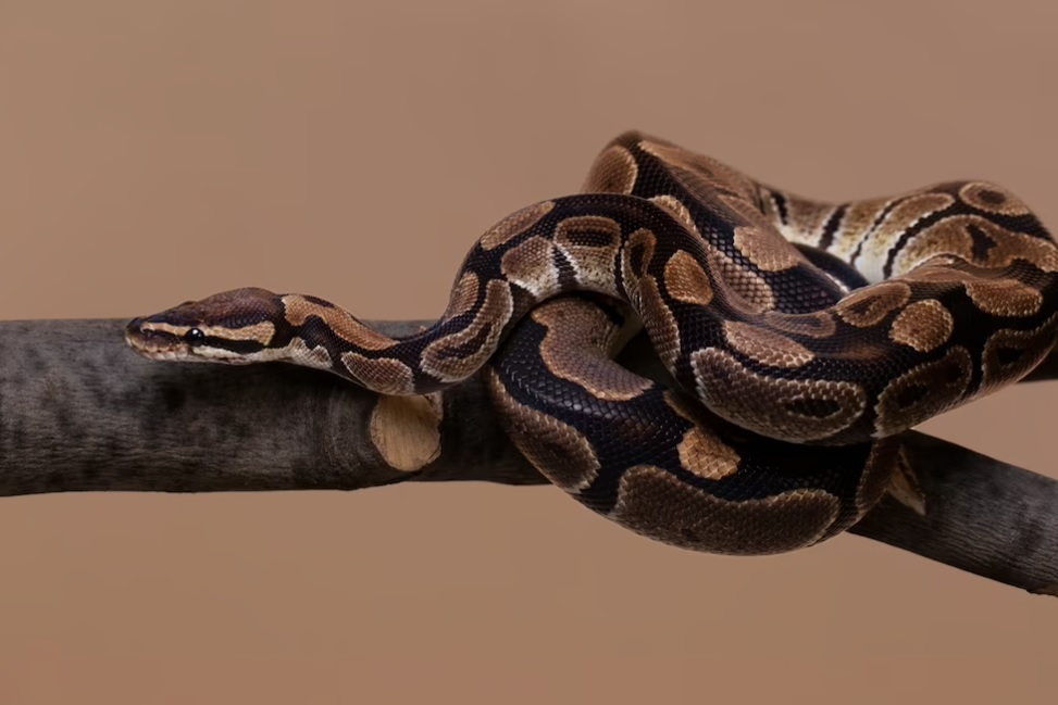 Período chuvoso alerta para cuidados redobrados no contato com animais silvestres e peçonhentos