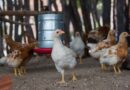 Governo da Bahia abre seleção de 50 organizações da agricultura familiar para fortalecer a produção de ovos caipiras