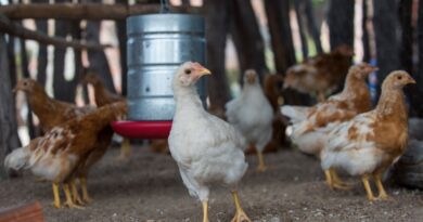  Governo da Bahia abre seleção de 50 organizações da agricultura familiar para fortalecer a produção de ovos caipiras